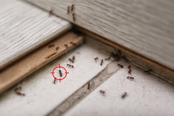 Best Cockroach Control Services  in Mount Ivy, NY