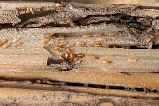 Best Wasp Removal Services  in Mount Ivy, NY