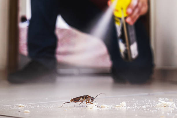 Wasp Removal Services in Mount Ivy, NY